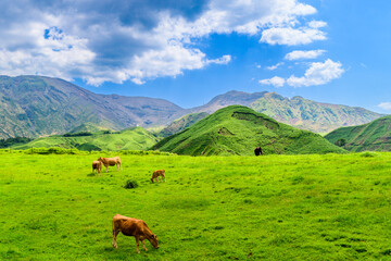 Wall Mural - あか牛　放牧風景　「阿蘇山への道」
Akaushi cattle grazing scenery 