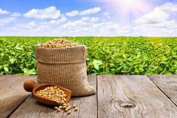 Wall Mural - soybeans in burlap sack and wooden scoop on table with green field as background