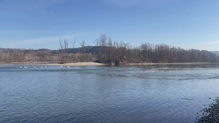 Wall Mural - danube river in near ardagger in lower austria in early spring