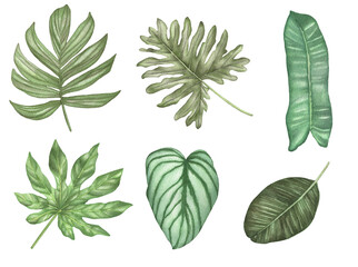  Watercolor set of tropical green leaves. Illustration of tropical leaf, tropical greenery