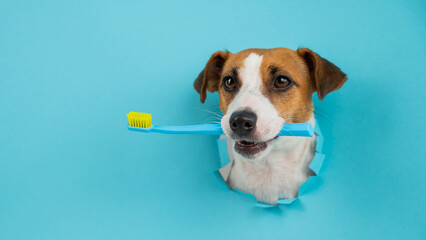The muzzle of a Jack Russell Terrier sticks out through a hole in a paper blue background and holds an orange toothbrush.