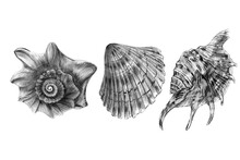 Set Of Sea Shells On A White Background .pencil Drawing