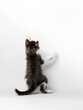 A kitten plays on a white background