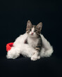 A portrait of a kitten sits in a Christmas hat on a black background