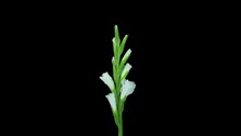 Time Lapse Of Opening White Gladiolus Flower In RGB   ALPHA Matte Format Isolated On Black Background
