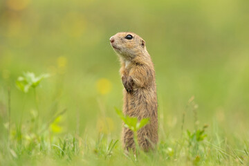 European ground squirrel on the spring meadow. Ground squirrel is peeping from the grass. European nature. Small brown rodent live in the big groupe. 