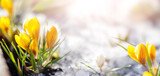 Fototapeta  - Closeup view of the spring flowers in the park.