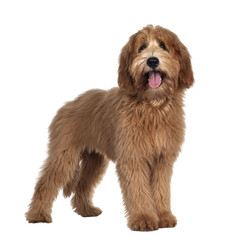 Cute red / abricot Australian Cobberdog / Labradoodle dog pup, standing side ways. Looking at camera, mouth open and tongue out. Isolated on transparent background.