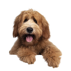 cute red / abricot australian cobberdog / labradoodle dog pup, laying down facing front. mouth open,