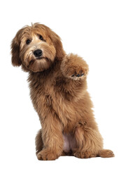 Poster - Cute red / abricot Australian Cobberdog / Labradoodle dog pup, sitting up with one paw high in air. Mouth closed. Isolated on transparent background.
