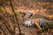 Male tiger looking at tourist in Junona buffer zone of Tadoba Andhari Tiger Reserve