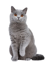 Sweet Young Adult Solid Blue British Shorthair Cat Kitten Sitting Up Front View, Looking At Camera With Orange Eyes And One Paw Lifted, Isolated Cutout On Transparent Background