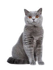 sweet young adult solid blue british shorthair cat kitten sitting up front view, looking at camera w
