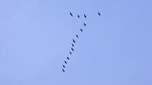 Geese Migrate In Natural Flying V Formation Through Clear Blue Sky On Sunny Day