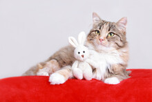 Big Fluffy Сat Rests On A Red Pillow And Hugs A Little Toy Bunny. Cute сat Close Up On A White Background. Kitten With Big Green Eyes Posing At Camera. Pets. Rabbit Bunny As A Symbol Of 2023. 