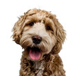 © Nynke - Head shot of golden Labradoodle with open mouth, looking straight at camera isolated on transparent background.