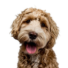 Head Shot Of Golden Labradoodle With Open Mouth, Looking Straight At Camera Isolated On Transparent Background.
