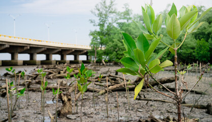 Wall Mural - Green mangrove tree planting in mangrove forest. Mangrove ecosystem. Natural carbon sinks. Mangroves capture CO2 from the atmosphere. Blue carbon ecosystems. Mangroves absorb carbon dioxide emissions.