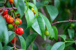 Pitanga (eugenia uniflora) é o fruto da pitangueira, dicotiledônea da família das mirtaceae.