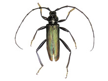 Musk Beetle (Aromia Moschata), A 50 Years Old Specimen From Beet