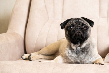 Wall Mural - A funny one-year-old pug lies on a light beige sofa, a place for text. Purebred small dogs, pet shop.