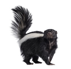 Poster - Cute classic black with white stripe young skunk aka Mephitis mephitis, standing side ways. Looking straight at lense with tail high up. Isolated cutout on transparent background.