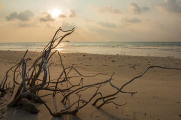 Wall Mural - Remote tropical island beach with dead tree