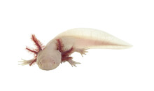 Side View Of White Axolotl Aka Ambystoma Mexicanum, Laying On Surface Under Water. Looking Towards Camera.  Isolated Cutout On A Transparent Background.