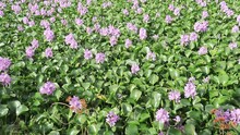 Closeup Of Flowering Water Hyacinth (Eichhornia Crassipes).Hyacinth Flowers That Bloom Together Grows Above The Water Surface And Forms Colonies. Flower Pattern Background 