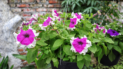 Wall Mural - Purple hybrid petunia flower blooming and usually hanging at home as ornamental plant.