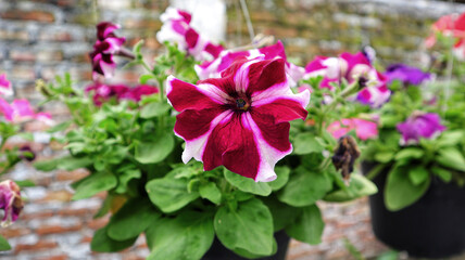 Wall Mural - Dark red and white hybrid petunia flower blooming and usually hanging at home as ornamental plant.