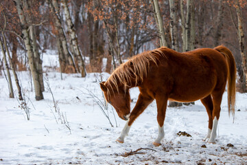 horse in winter