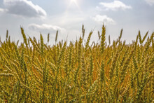Close-up Of Ripening Wheat Heads; Alberta, Canada