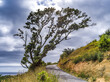 © Designpics - Hiking trail with large tree along the path to Cathedral Cove on a cloudy day; The Coromandel, New Zealand