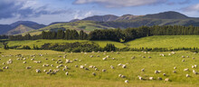 A Flock Of Sheep (Ovis Aries) Grazing On Lush Grass On Farmland, Longridge North; Te Anau, Southland Region, North Island, New Zealand