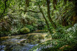 © Designpics - Stream running through tropical rainforest with lush vegetation along mountain biking trail; Rotorua, Bay of Plenty Region, North Island, New Zealand