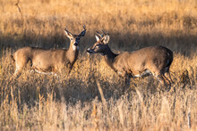 Two Young Mule Deer Bucks (Odocoileus Hemionis) Facing Each Other In The Rocky Mountain Arsenal National Wildlife Refuge; Colorado, United States Of America