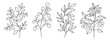 © JMBee Studio - Decorative Branch Illustration Flower Line Art