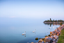 Swans Swimming Along The Shore At Lake Balaton; Zamardi, Somogy County, Hungary