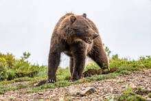 Brown Or Grizzly Bear (Ursus Arctos Horribillis) With Long White Claws Skylined On A Ridge In Denali National Park And Preserve; Alaska, United States Of America