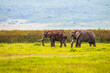 Two large bull Elephants (Loxodonta africana) grazing in front of a field of papyrus on the crater floor in the Ngorongoro Crater Conservation Area; Crater Highlands Region, Tanzania