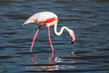 Brightly Colored Greater Flamingo (Phoenicopterus Roseus) At Ndutu In The Ngorongoro Crater Conservation Area; Crater Highlands Region, Tanzania
