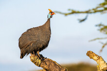 Helmeted Guineafowl (Numida Meleagris) Perched In A Dead Tree In The Ndutu Area Of The Ngorongoro Crater Conservation Area; Crater Highlands Region, Tanzania