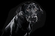© Designpics - Portrait of a black labrador retriever on a black background