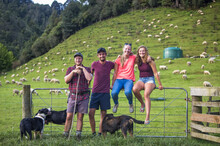 A Group Of Young Adults Standing With Three Farm Dogs At A Fence With A Flock Of Sheep Grazing On The Hillside Behind Her, Whanganui National Park; Retaruke, Manawatu-Wanganui, New Zealand