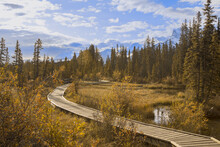 Wooden Boardwalk Winding Through The Wetland Wilderness In Autumn; Canmore, Alberta, Canada