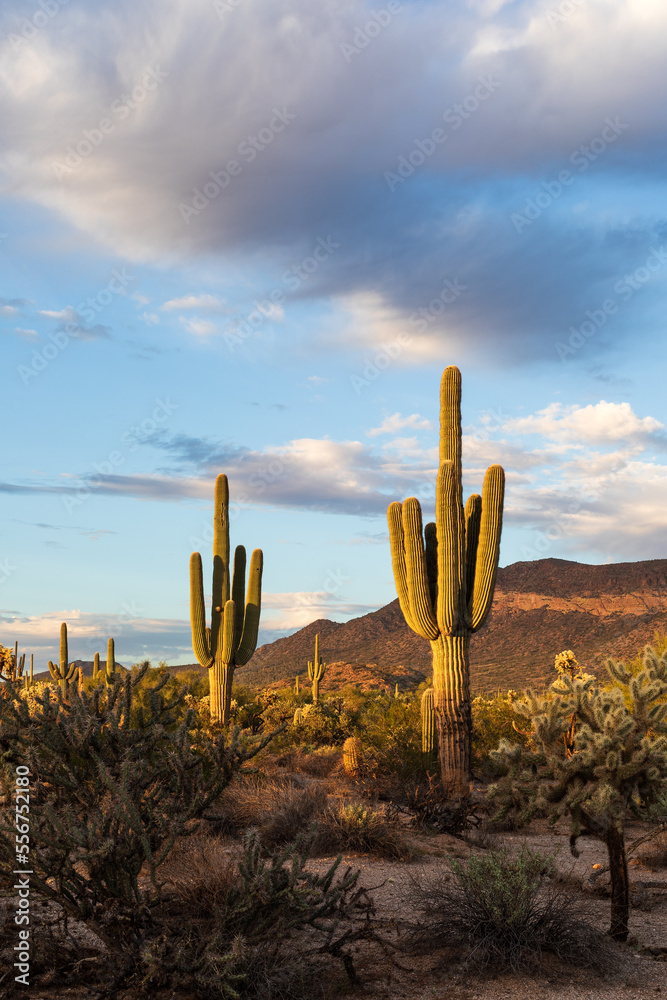 Saguaro cactus in the Sonoran Desert at sunset near Mesa, Arizona Stock ...
