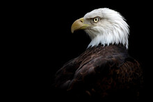 Side Profile Portrait Of A Bald Eagle (Haliaeetus Leucocephalus) On A Black Background; Nebraska, United States Of America