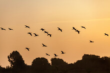Silhouettes Of Ibises Flying Over The Tree Tops Across The Orange Colored Sky At Sunset, Luxor, Egyp