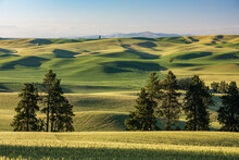 Beautiful Green Fields And Rolling Hills Of The Kamiak Butte County Park In Eastern Washington; Palouse, Washington, United States Of America